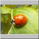 Harmonia axyridis - Asiatischer Marienkaefer 01.jpg